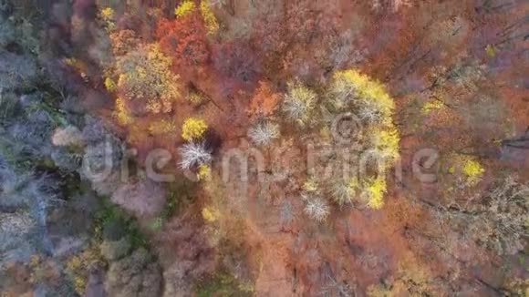 秋天的风景空中拍摄秋天的自然森林视频的预览图