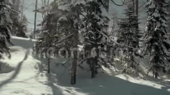 霜冻的傍晚覆盖着雪的松树视频的预览图