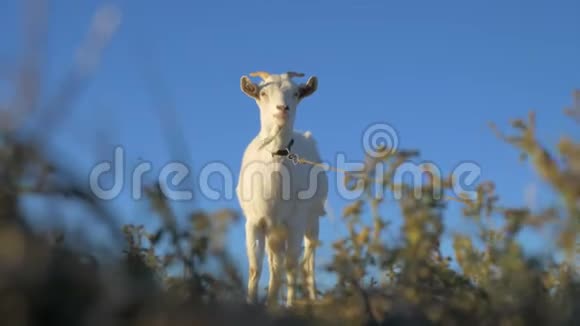 山羊站在草地和蓝天的背景上视频的预览图