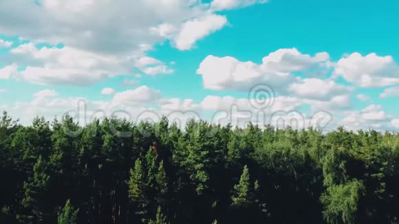 夏季森林景观被柔和的阳光照射晴天的森林自然视频的预览图