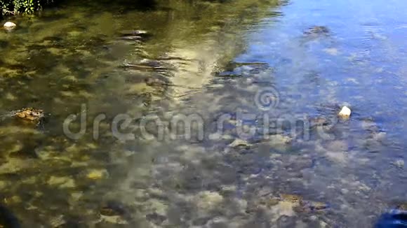 在河流中流动的透明水视频的预览图