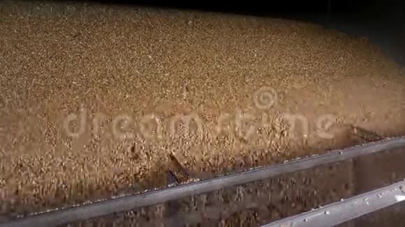 玉米粒脱粒掉落仓库视频的预览图