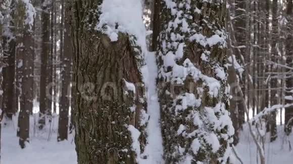 白雪覆盖的双干树视频的预览图