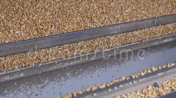 玉米籽粒的机械收获过程视频的预览图