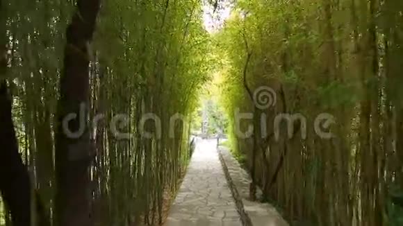 竹树林公园视频的预览图
