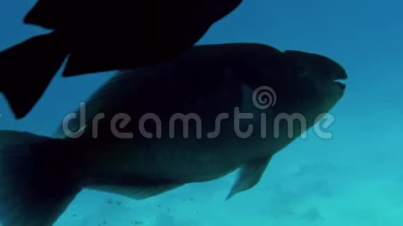 水下4K美丽的鱼在海里游泳的镜头奇妙的海景和火山生活视频的预览图