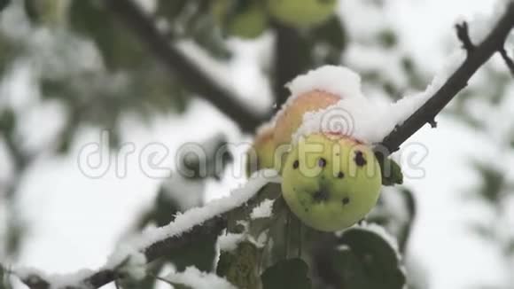 雪中苹果视频的预览图