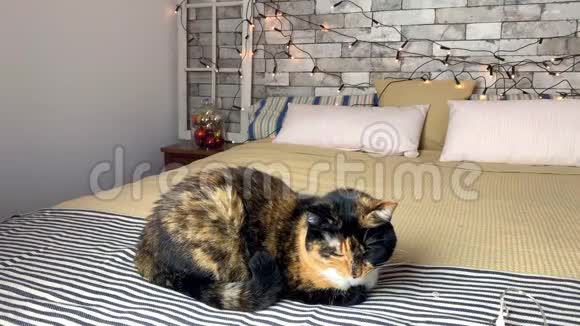 漂亮的深色家猫躺在床上床上有一条条纹格子布背景是节日装饰和灯光视频的预览图