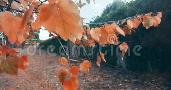 森林树木和五颜六色的红色秋天离开坠落视频的预览图