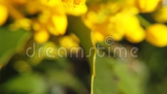 油菜花的特写盛开的黄花柔和明亮的背景视频的预览图