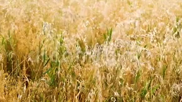 大麦的耳朵在风中摇摆田间美丽的夏金黑麦大麦和小麦特写为绿色产业视频的预览图