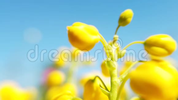 把菜籽油的彩色花收起来盛开的黄色油菜花视频的预览图