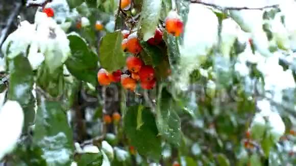 第一场雪覆盖了天堂苹果和绿叶视频的预览图