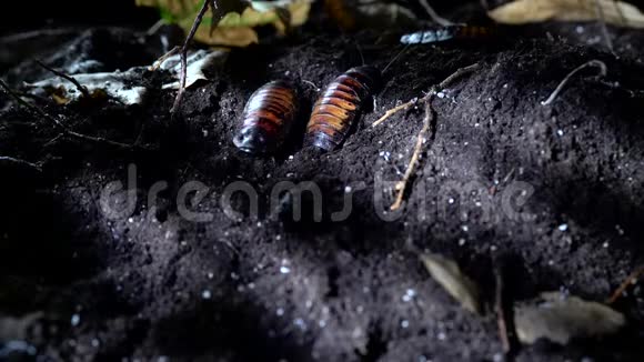 万圣节的概念马达加斯加在夜间森林里嘶嘶蟑螂视频的预览图