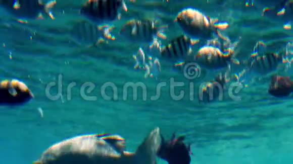 雷德海珊瑚礁美丽海景4K视频海洋水下生物令人惊叹的宁静背景视频的预览图