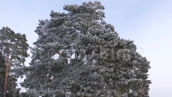 美丽的松树在冬天的公园里覆盖着白色的霜霜在蓝天上视频的预览图