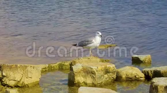近景巨大美丽的海鸥站在岸边的石头上环顾四周视频的预览图