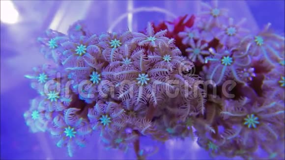 丁香息肉软珊瑚视频的预览图