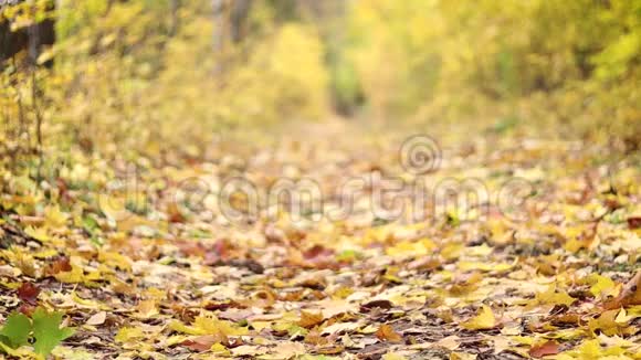 秋天的路黄叶正慢慢地从树上飘落下来视频的预览图
