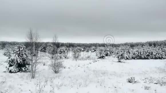 低海拔雪景相机拍摄冬季景观树视频的预览图