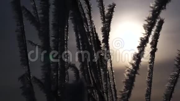 冬天干草被白色的霜冻覆盖浮冰在阳光下闪闪发光特写视频的预览图