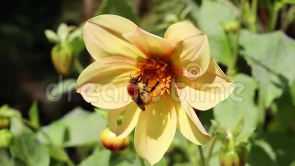 忙碌的木匠蜜蜂从一朵盛开的黄色宇宙花中收集花粉然后迅速飞出现场视频的预览图