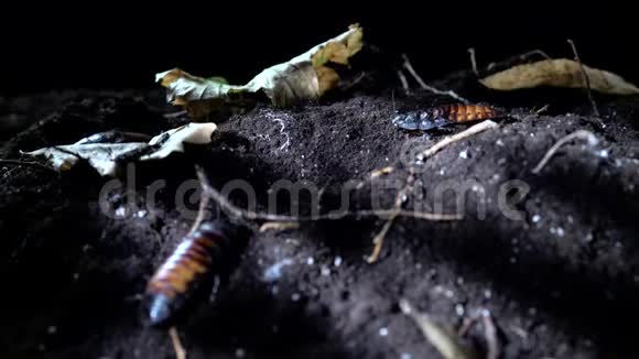 万圣节的概念马达加斯加在夜间森林里嘶嘶蟑螂视频的预览图