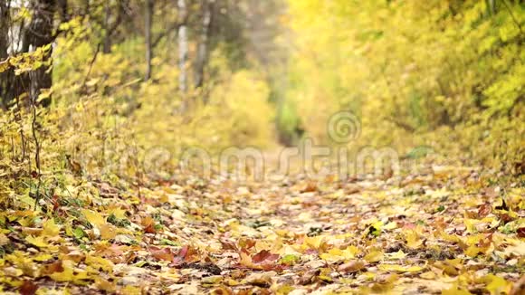秋天的路黄叶正慢慢地从树上飘落下来视频的预览图