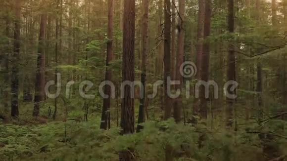 在日落时分沿着过去的树木向森林移动视频的预览图