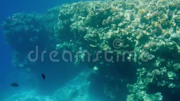 雷德海珊瑚礁美丽海景4K视频海洋水下生物令人惊叹的宁静背景视频的预览图