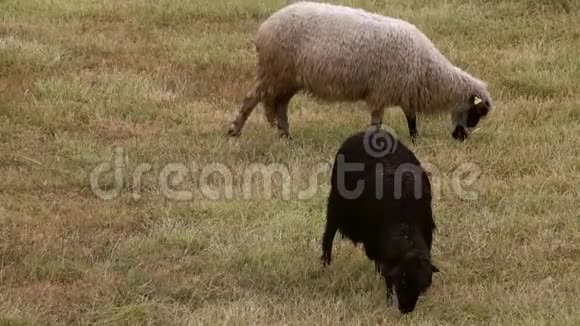 一张黑白羊吃草的照片视频的预览图