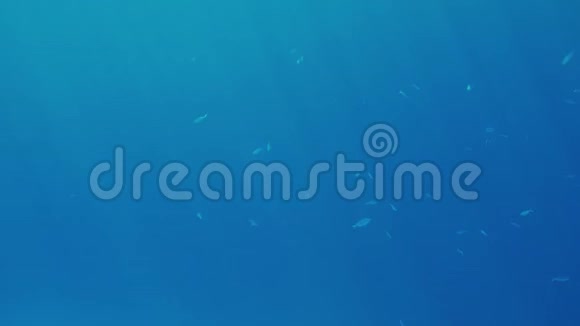 水下4K美丽的鱼在海里游泳的镜头奇妙的海景和火山生活视频的预览图