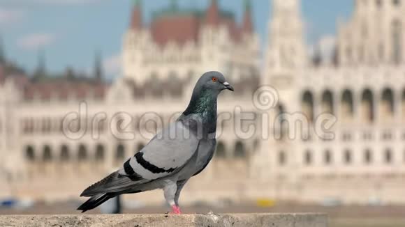 匈牙利议会布达佩斯多瑙河堤岸上鸽子近景视频的预览图