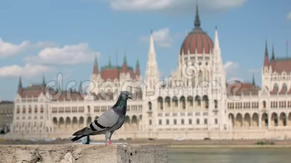 匈牙利议会大厦布达佩斯多瑙河码头上坐着一只城市鸽子视频的预览图