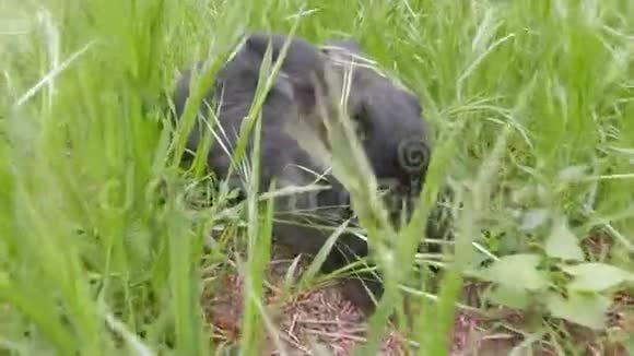 极端广角特写镜头黑兔坐在草地上视频的预览图