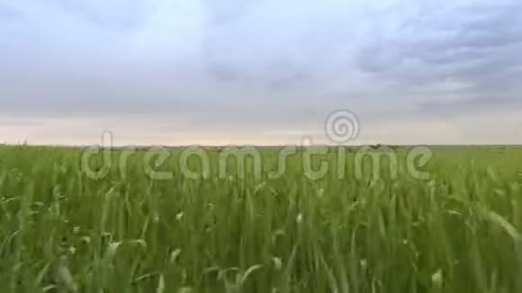 在阴天时UHD4K低空中飞行通过绿色小麦农村田野视频的预览图