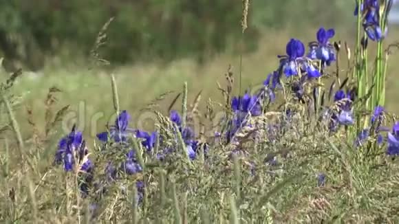 春天草地上的蓝色虹膜视频的预览图