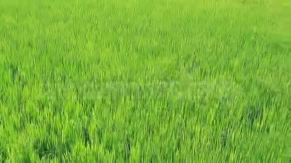 田野里有绿色的水稻芽视频的预览图