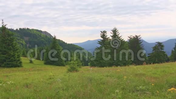 美丽的森林和草地马拉法特拉国家公园斯洛伐克在斯洛伐克山区马利罗祖特克附近徒步旅行新鲜的绿色视频的预览图