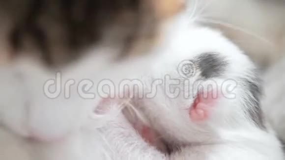 哺乳小猫特写可爱的猫科动物猫妈妈喂奶照顾她可爱的小猫母猫视频的预览图