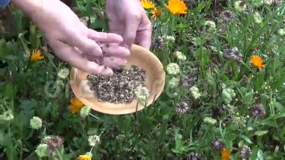 园艺师秋季采金盏花万寿菊种子视频的预览图