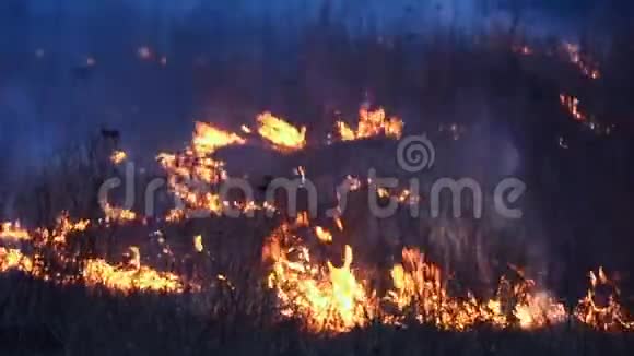 林中一火烧草被火焰吞噬视频的预览图