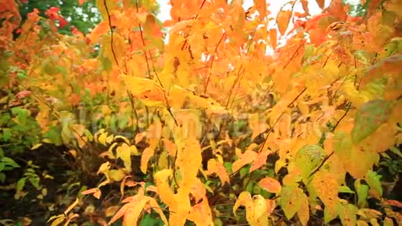 美丽的秋树全高清机动滑块1080p视频的预览图
