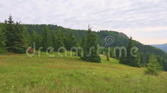 美丽的森林和草地马拉法特拉国家公园斯洛伐克在斯洛伐克山区马利罗祖特克附近徒步旅行新鲜的绿色视频的预览图