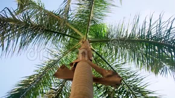 热带岛屿蓝天上美丽的高棕树视频视频的预览图