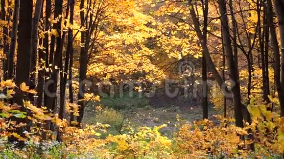 秋天的景象秋天公园里落着五颜六色的枫叶黄树视频的预览图