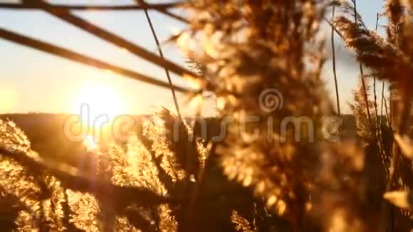 在野外日落黄色的高草在风中移动4k视频的预览图