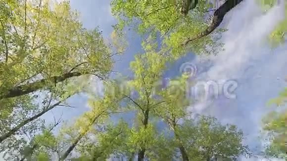 树的向上视图视频的预览图