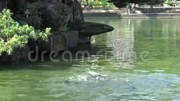 4K喂台湾池塘里的鲤鱼视频的预览图