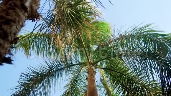 热带岛屿蓝天上美丽的高棕树视频视频的预览图